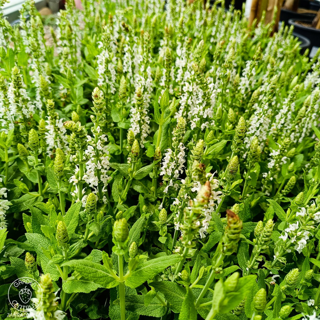 Obrázok Šalvia hájna (Salvia nemorosa) ´SENSATION WHITE´ - kont. C1,5L